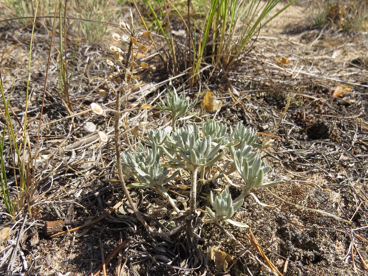 Image of Alyssum lenense specimen.