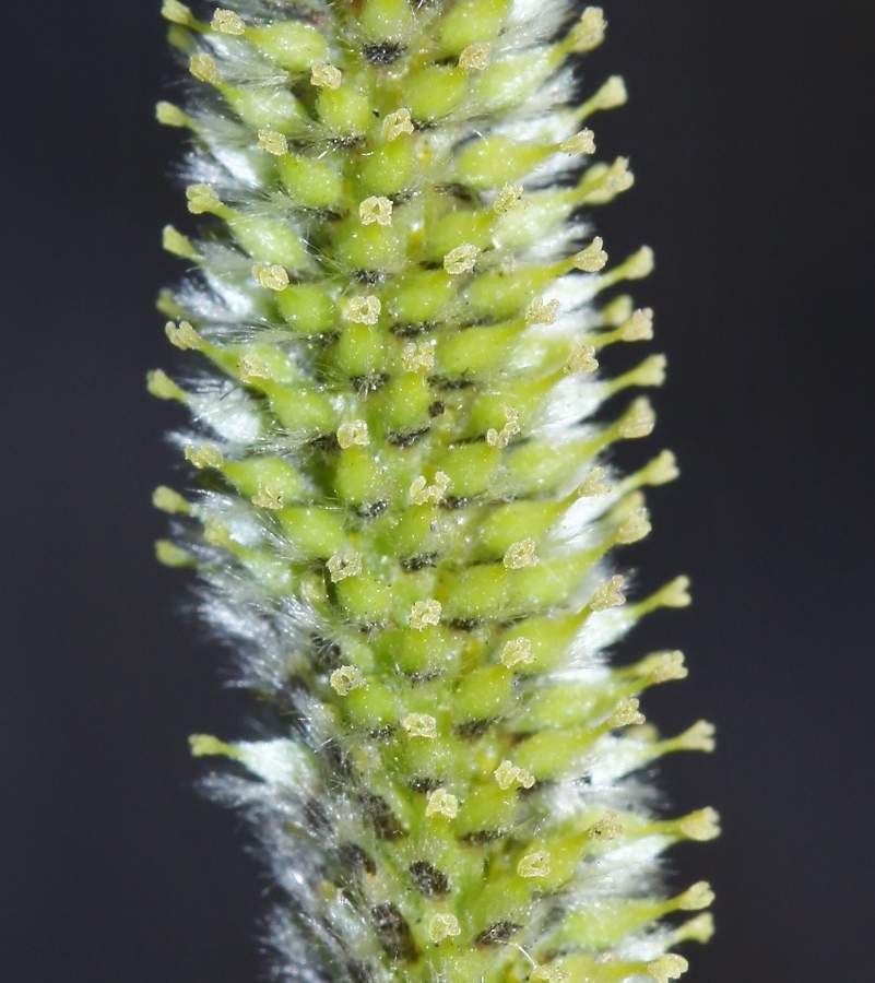 Image of Salix siuzevii specimen.