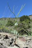 Conringia clavata. Плодоносящее растение. Крым, окр. Судака, южные отроги горы Перчем, полупустынный склон. 18 мая 2017 г.