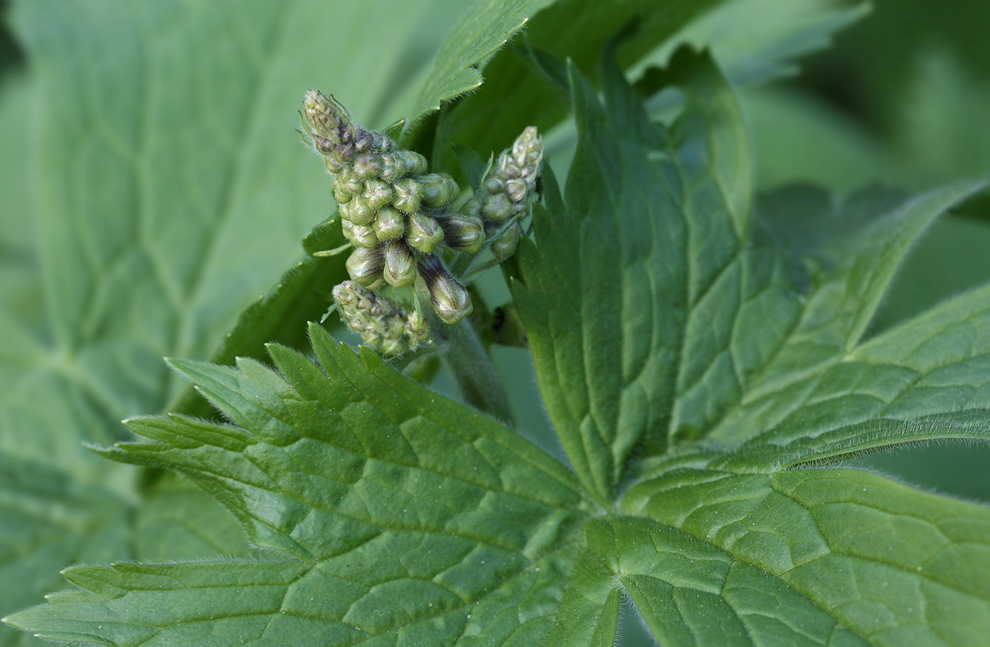 Image of Aconitum septentrionale specimen.