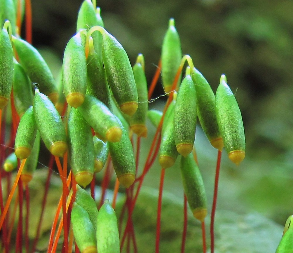 Image of genus Bryum specimen.