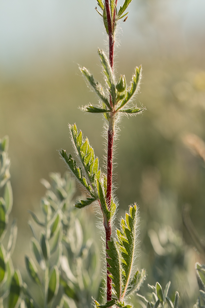 Image of genus Potentilla specimen.