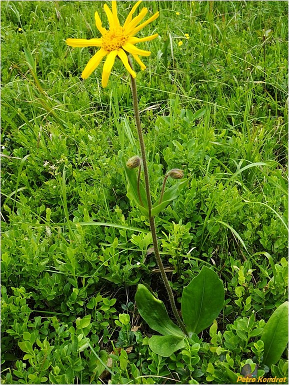 Изображение особи Arnica montana.