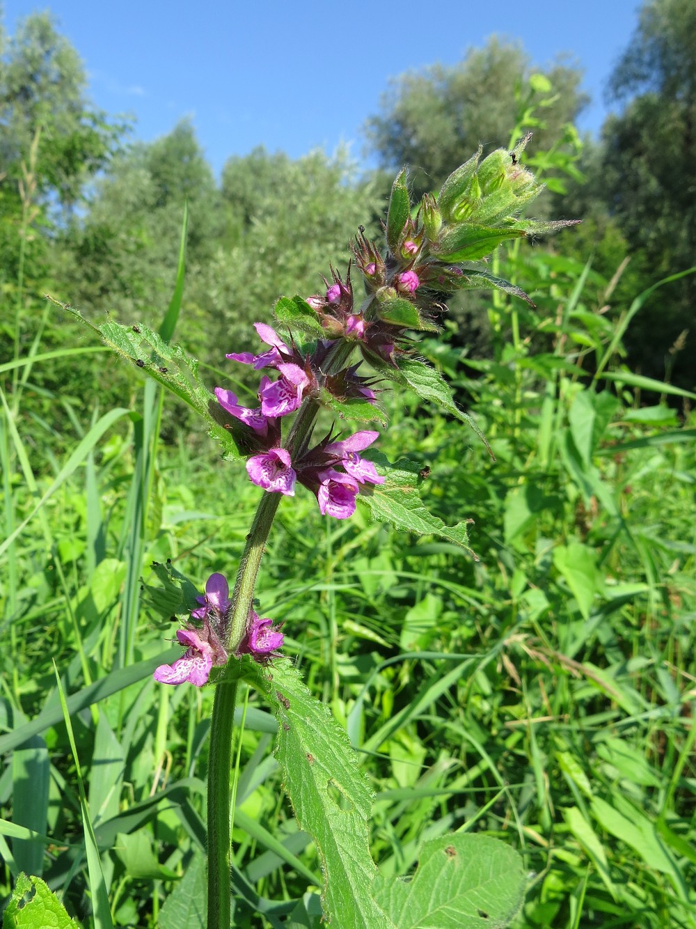 Изображение особи Stachys palustris.