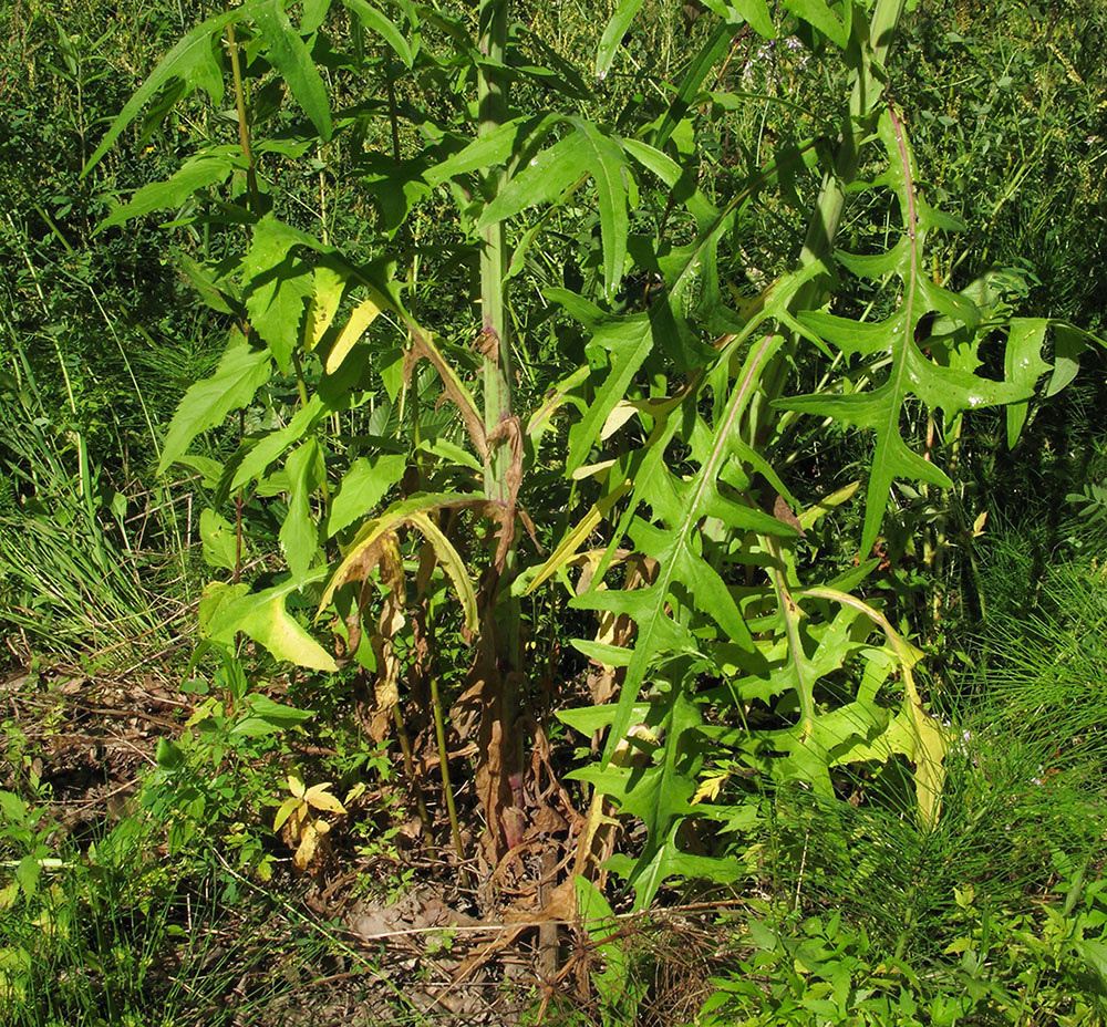 Image of Sonchus palustris specimen.