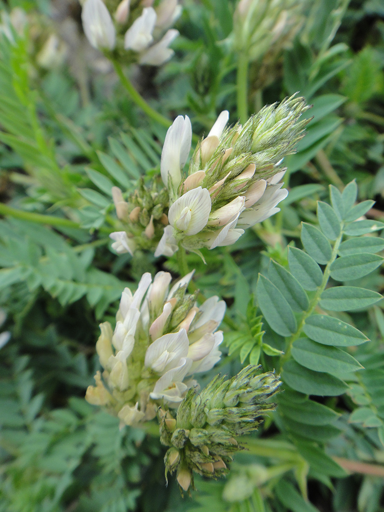 Image of Astragalus inopinatus specimen.