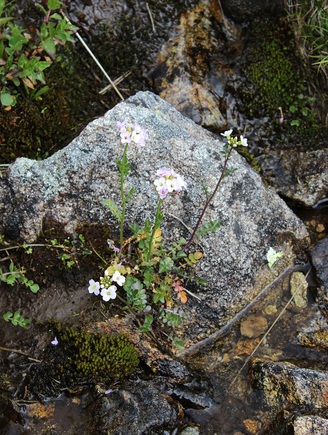 Изображение особи Cardamine uliginosa.