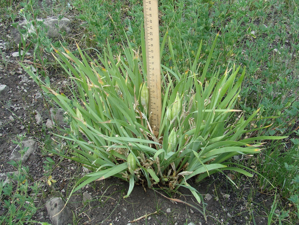 Image of Iris biglumis specimen.