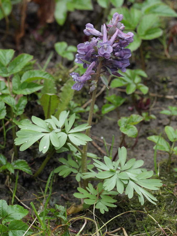 Image of Corydalis solida specimen.