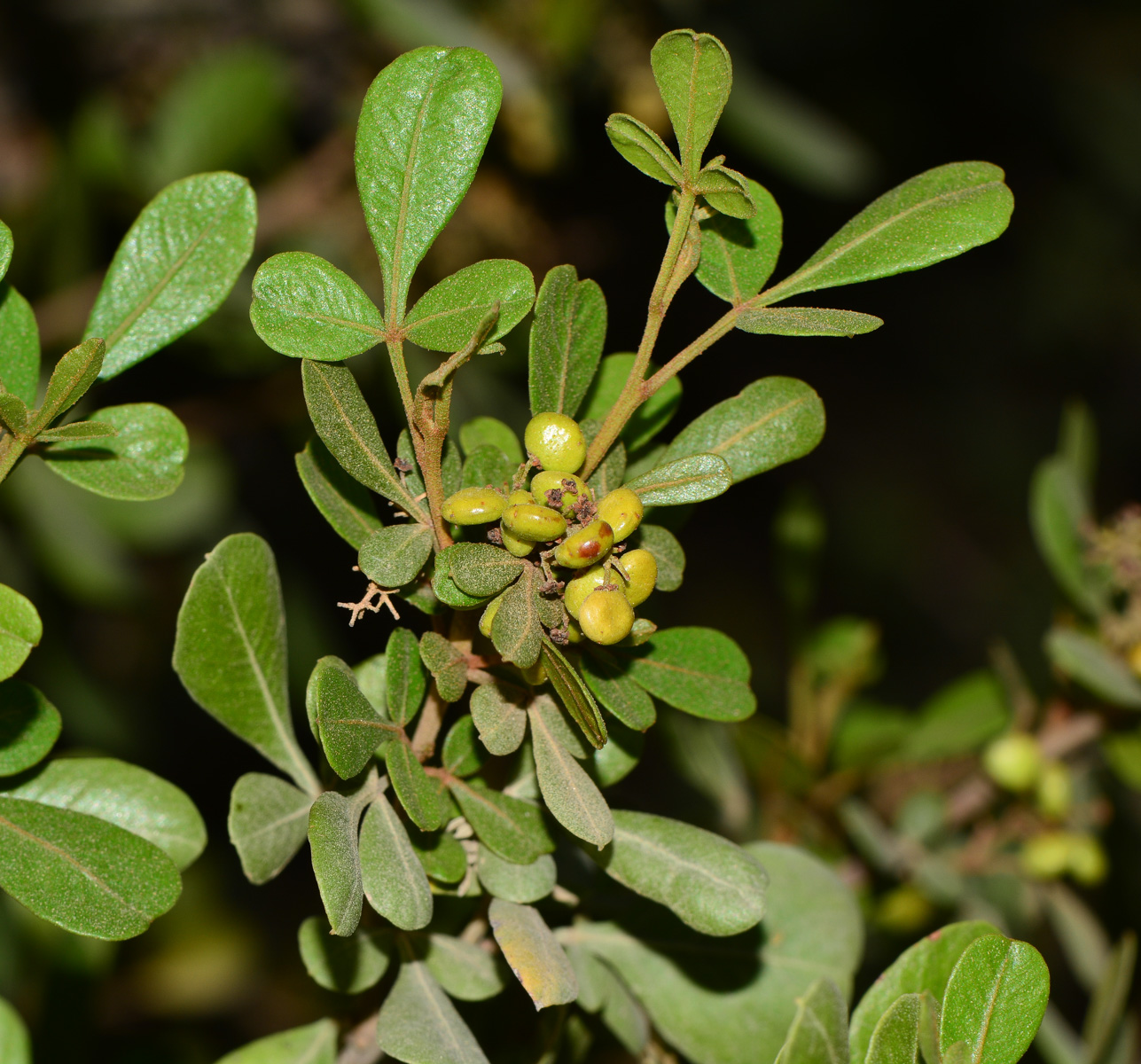 Изображение особи Searsia glauca.