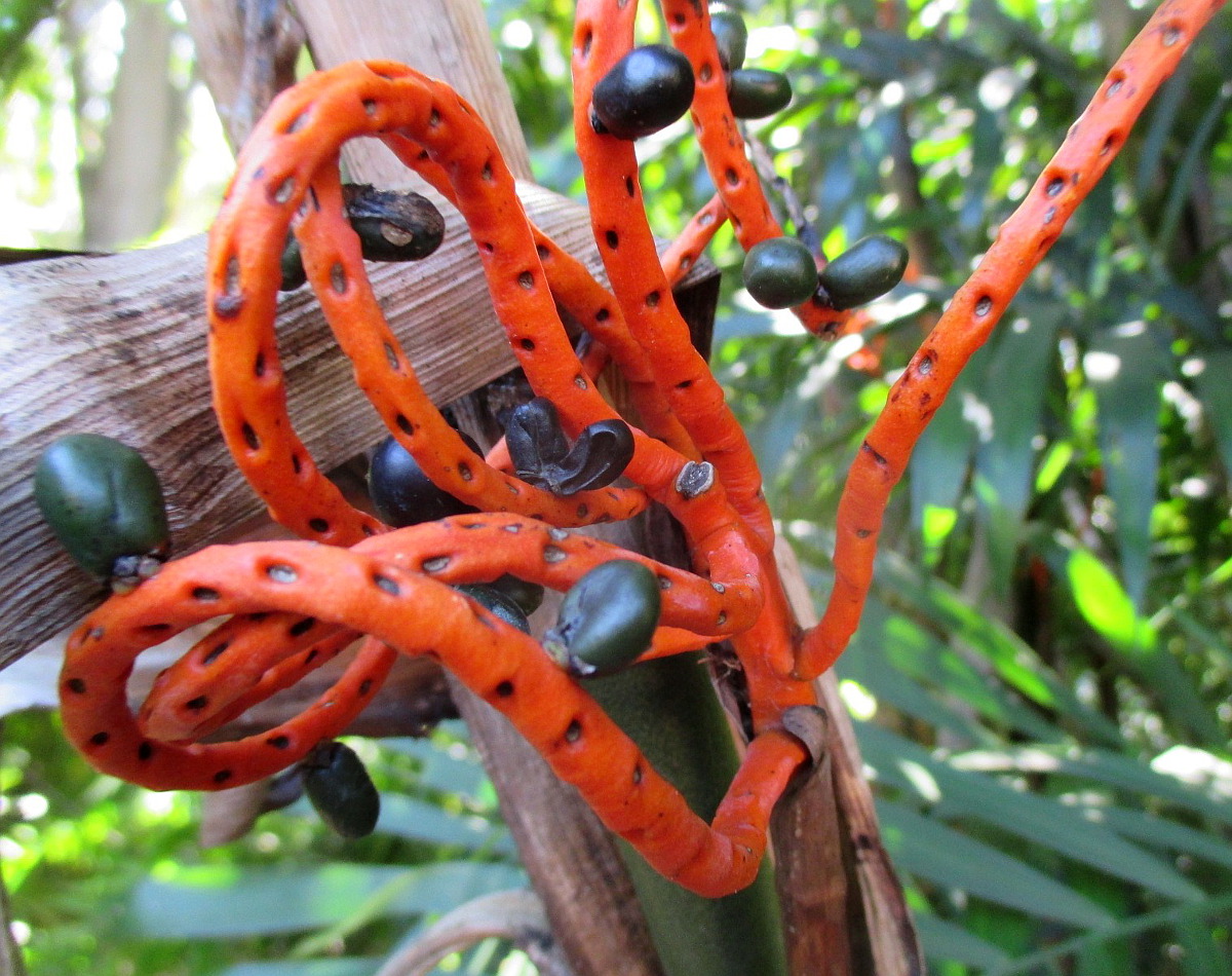 Image of Chamaedorea seifrizii specimen.