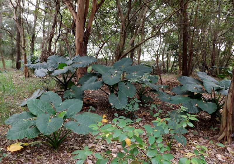 Изображение особи Colocasia esculenta.