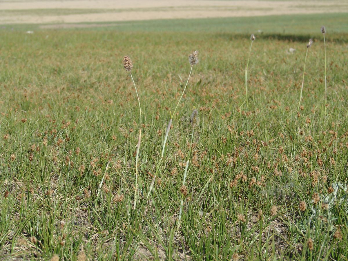 Image of Alopecurus brachystachyus specimen.