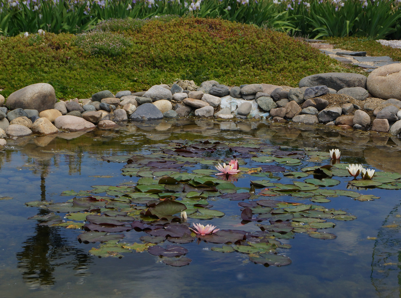 Image of genus Nymphaea specimen.