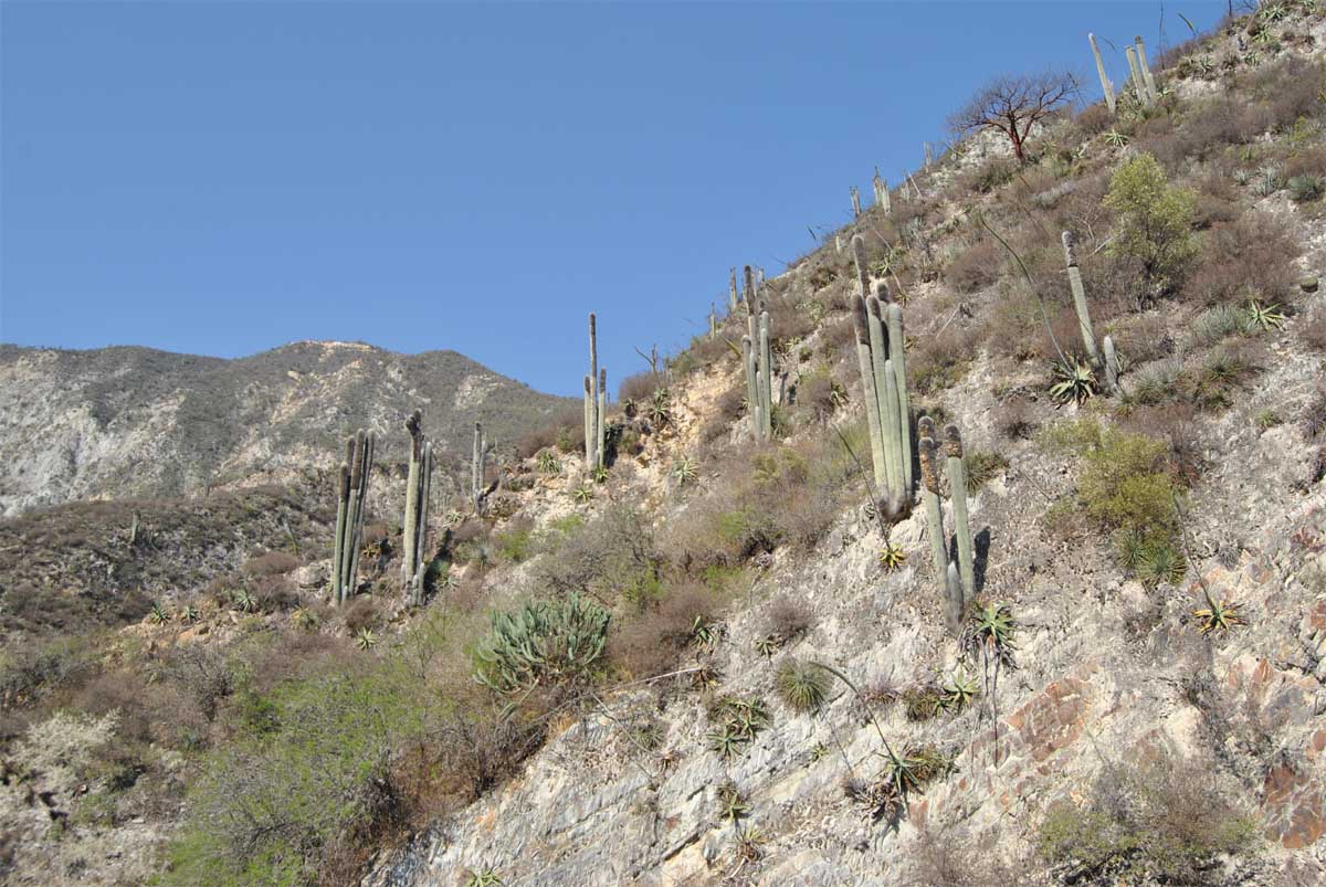 Image of Cephalocereus senilis specimen.