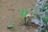 Colocasia esculenta. Вегетирующее растение. Китай, Гуанси-Чжуанский автономный р-н, окр. деревни Мингши, в пруду. 6 марта 2016 г.