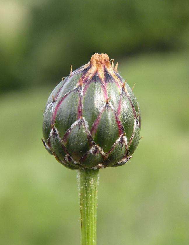 Image of Klasea lycopifolia specimen.