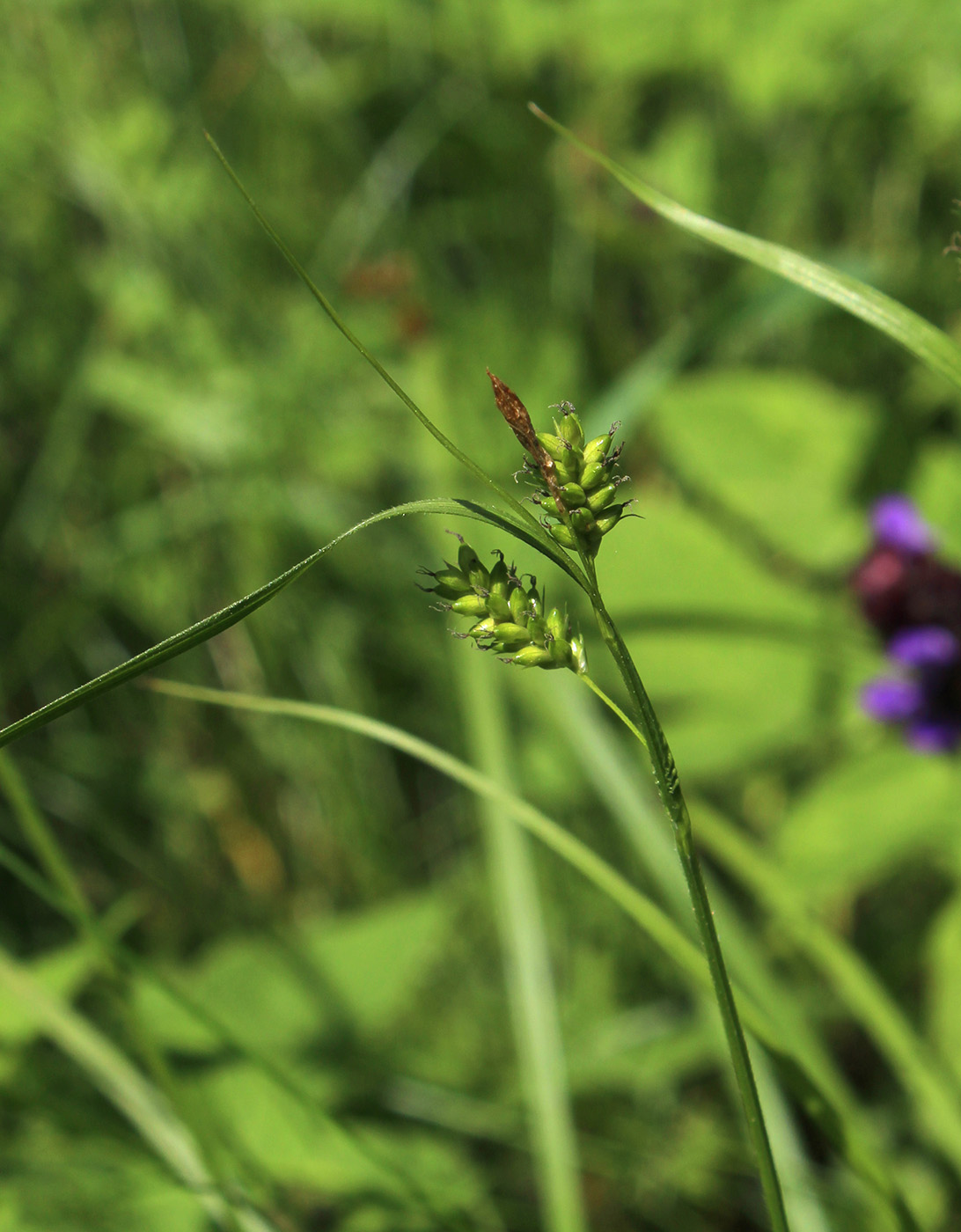 Image of Carex pallescens specimen.