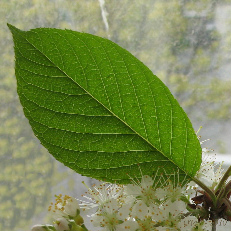 Молодая черемуха фото дерева и листьев