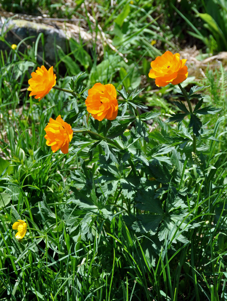 Image of Trollius asiaticus specimen.