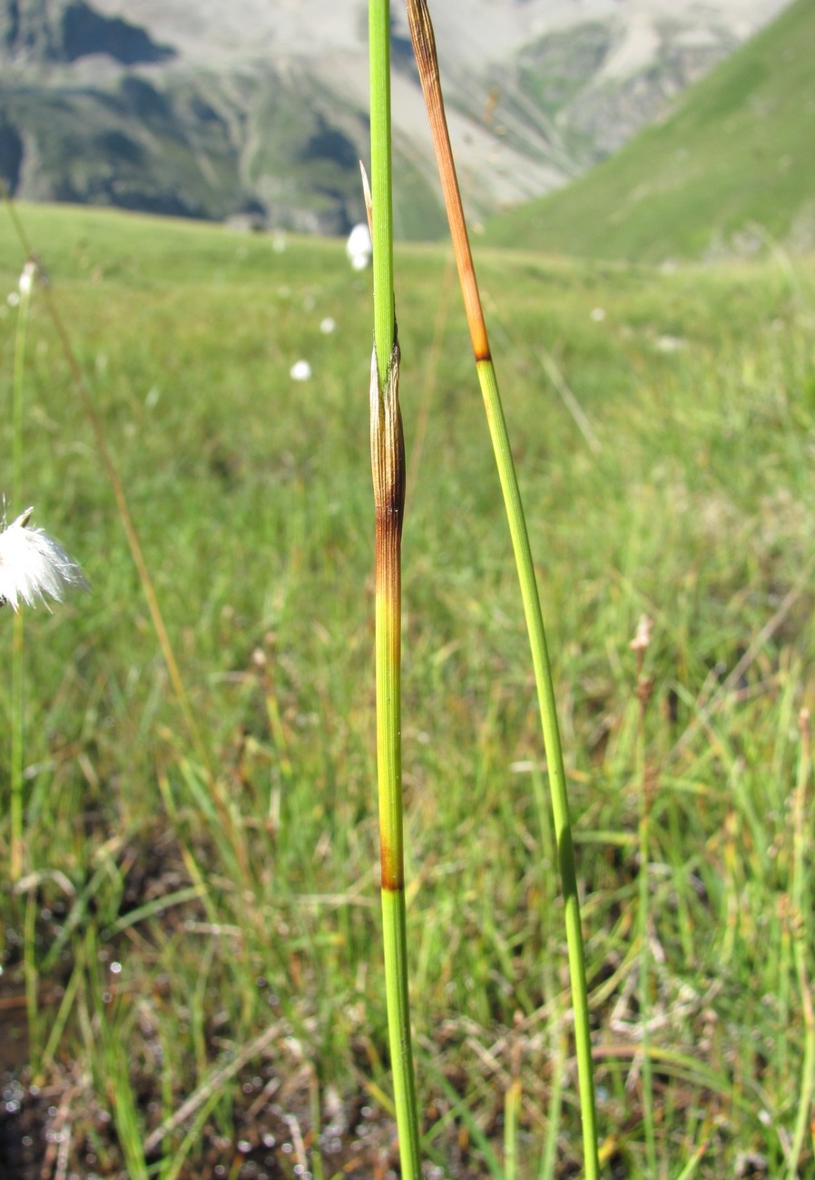 Изображение особи Eriophorum vaginatum.