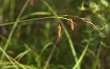 Carex suifunensis. Верхушка плодоносящего побега. Приморский край, Кавалеровский р-н, приустьевая часть р. Зеркальная на правом берегу, на прогалинах в зарослях ерника Betula ovalifolia. 10.08.2018.