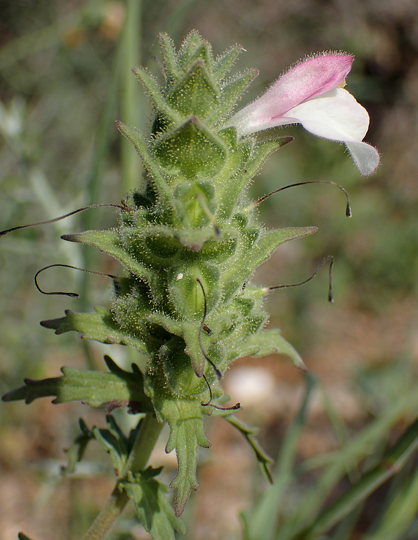 Image of Bellardia trixago specimen.