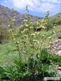 Смотреть изображение Phlomoides kaufmanniana