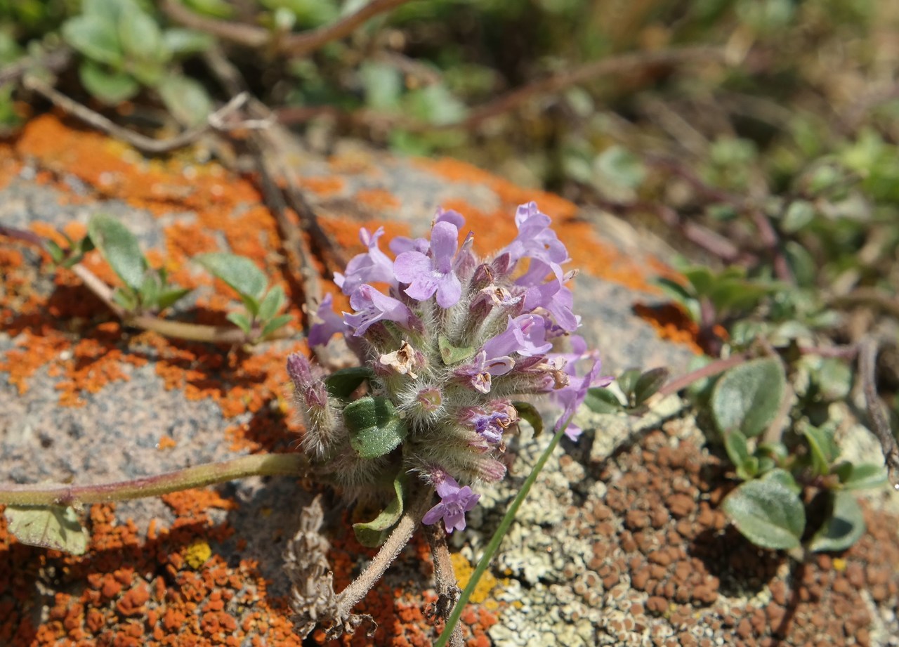 Image of genus Thymus specimen.