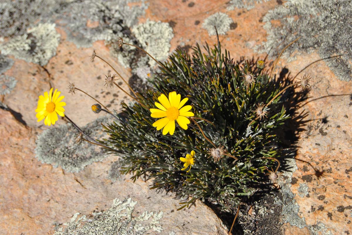 Image of Euryops othonnoides specimen.