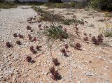 Anthyllis подвид rubriflora