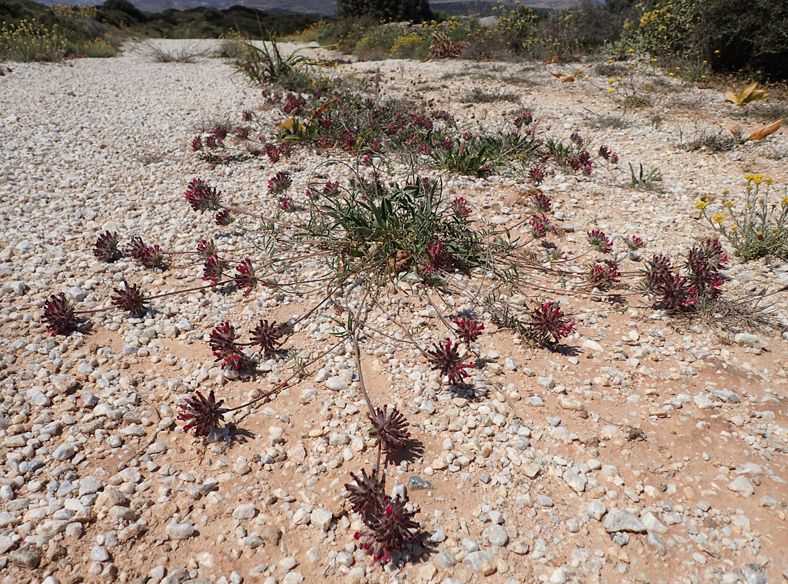 Image of Anthyllis vulneraria ssp. rubriflora specimen.