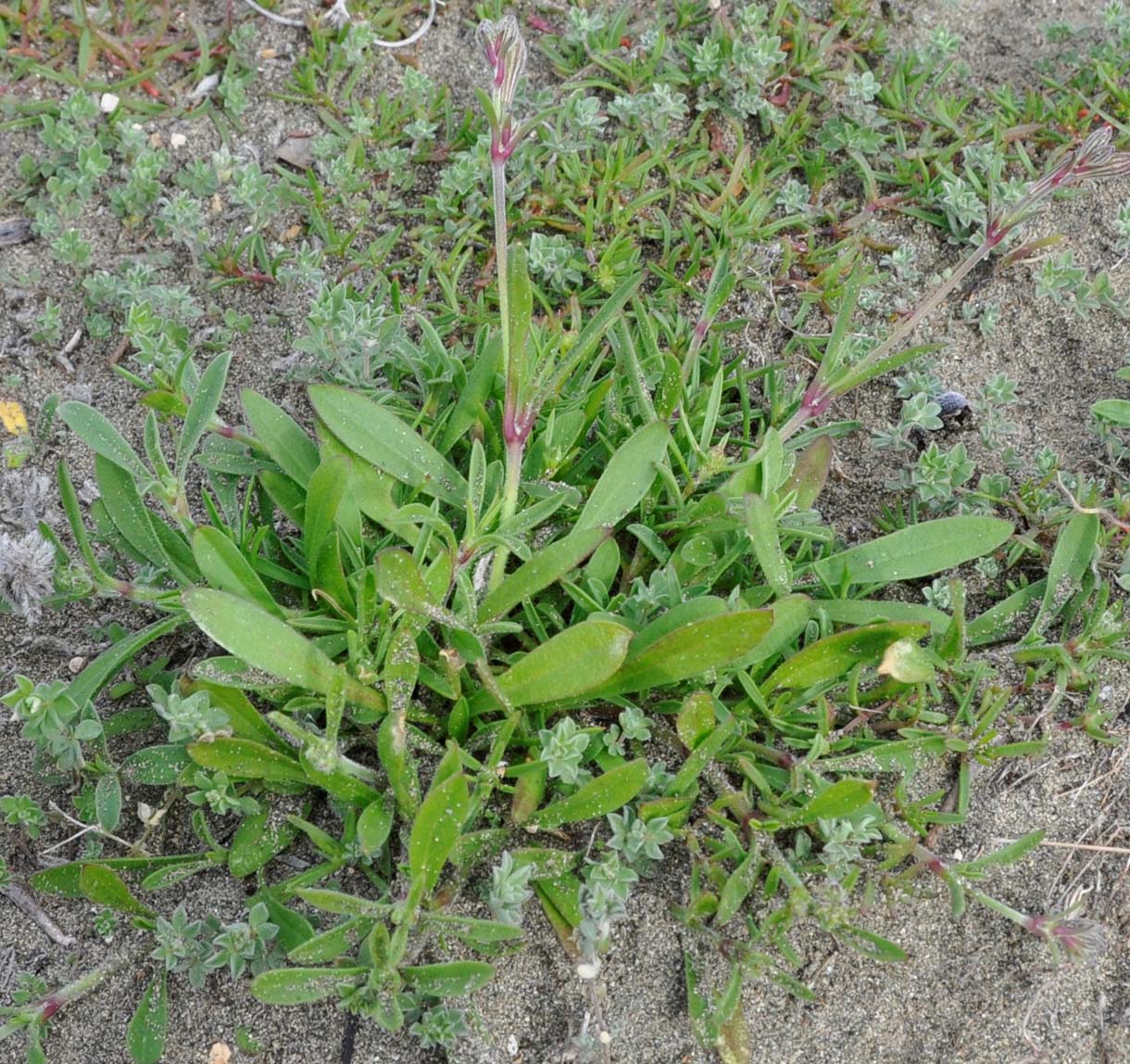 Image of Silene colorata specimen.