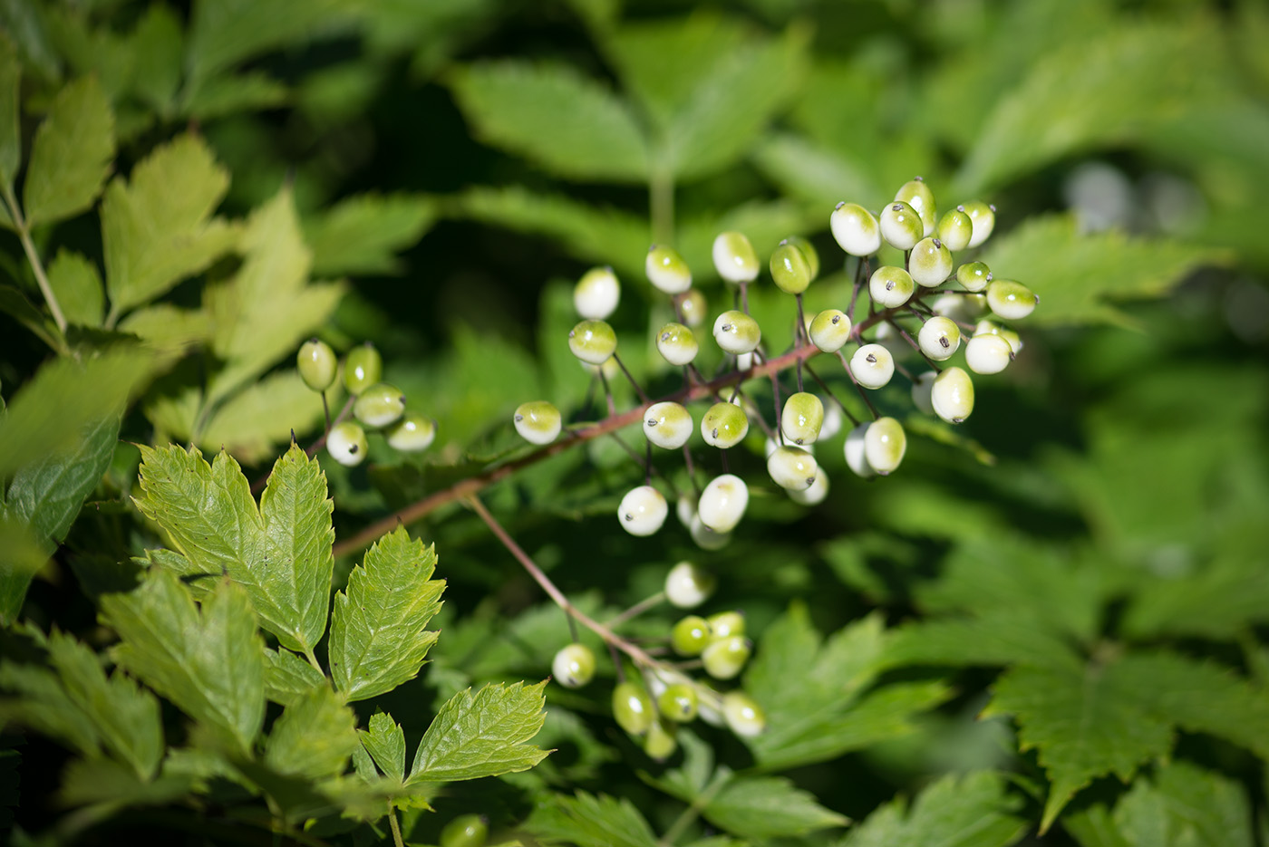 Изображение особи Actaea rubra f. neglecta.