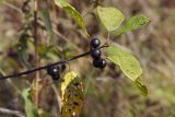 Frangula alnus