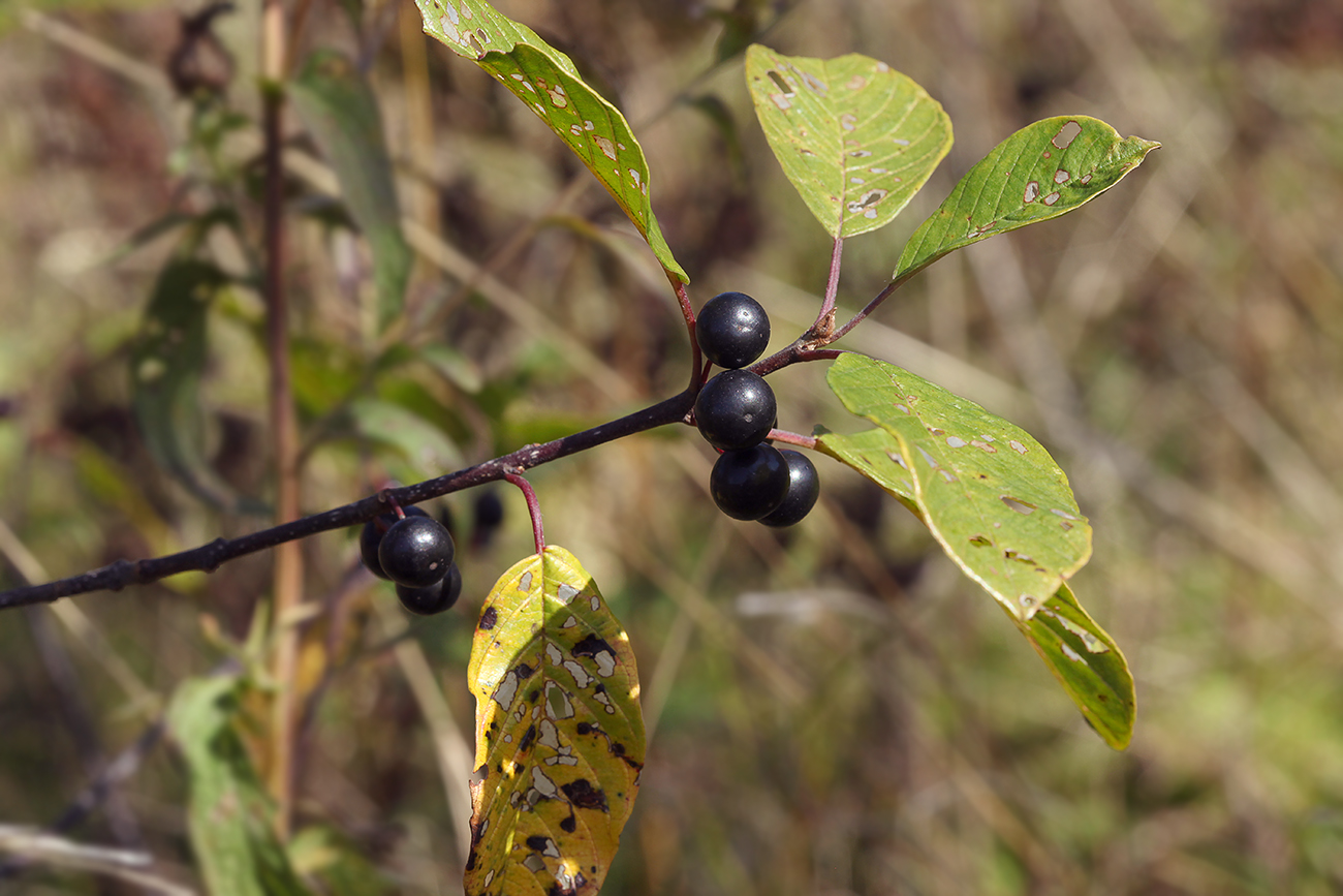 Изображение особи Frangula alnus.