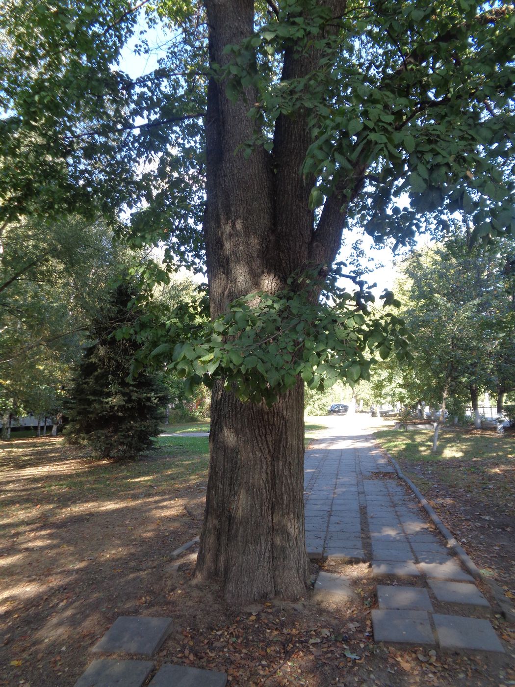 Image of Ulmus glabra specimen.