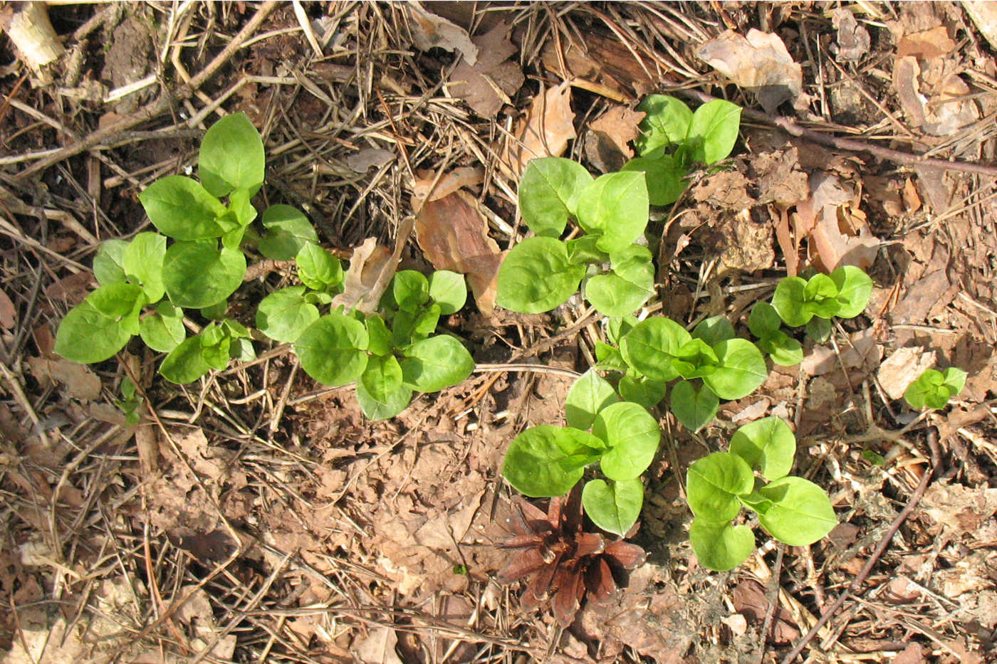 Image of Stellaria nemorum specimen.