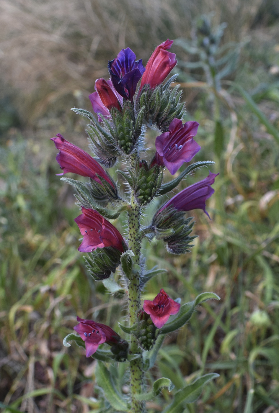 Изображение особи Echium creticum.