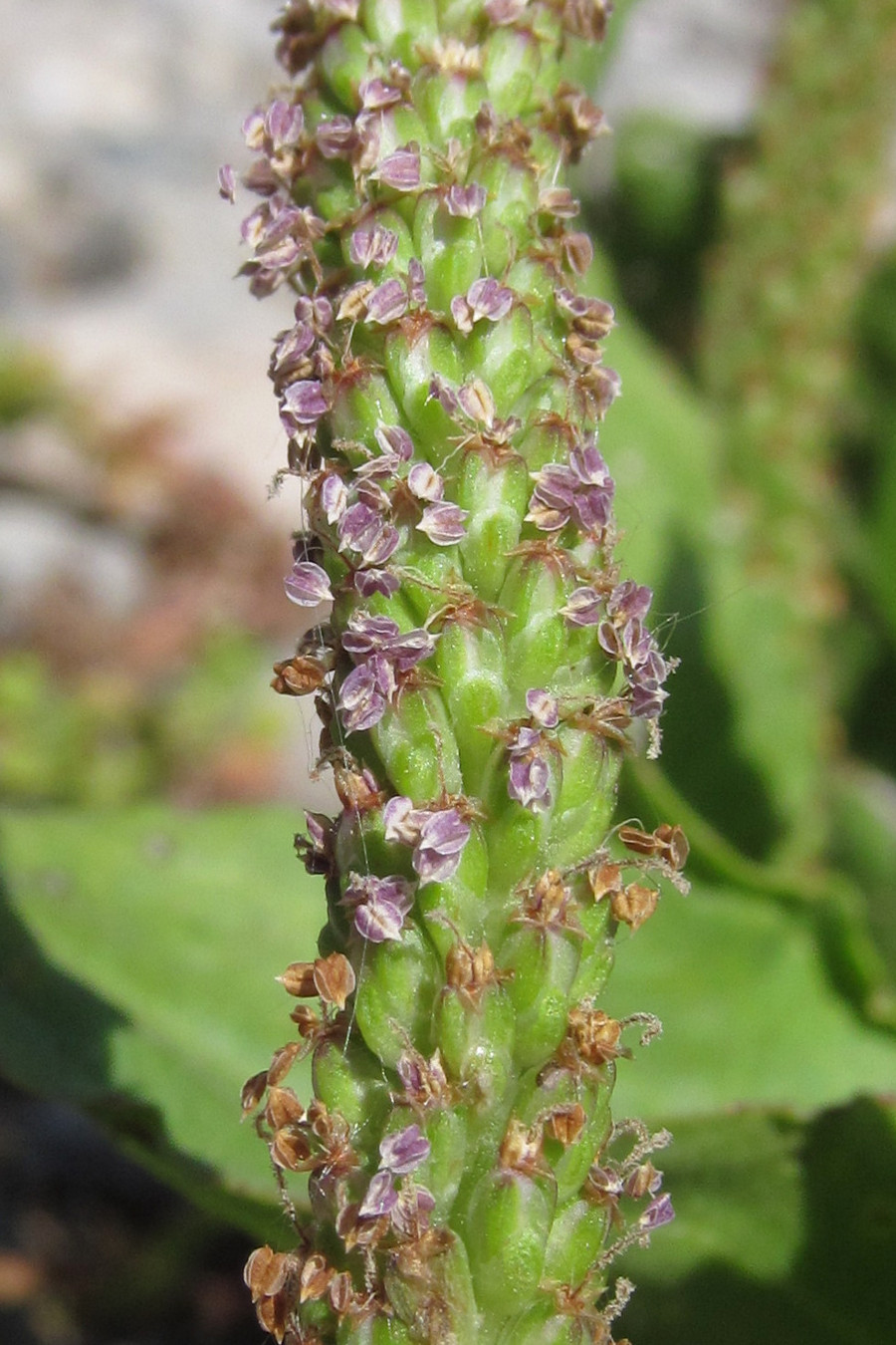 Image of Plantago uliginosa specimen.