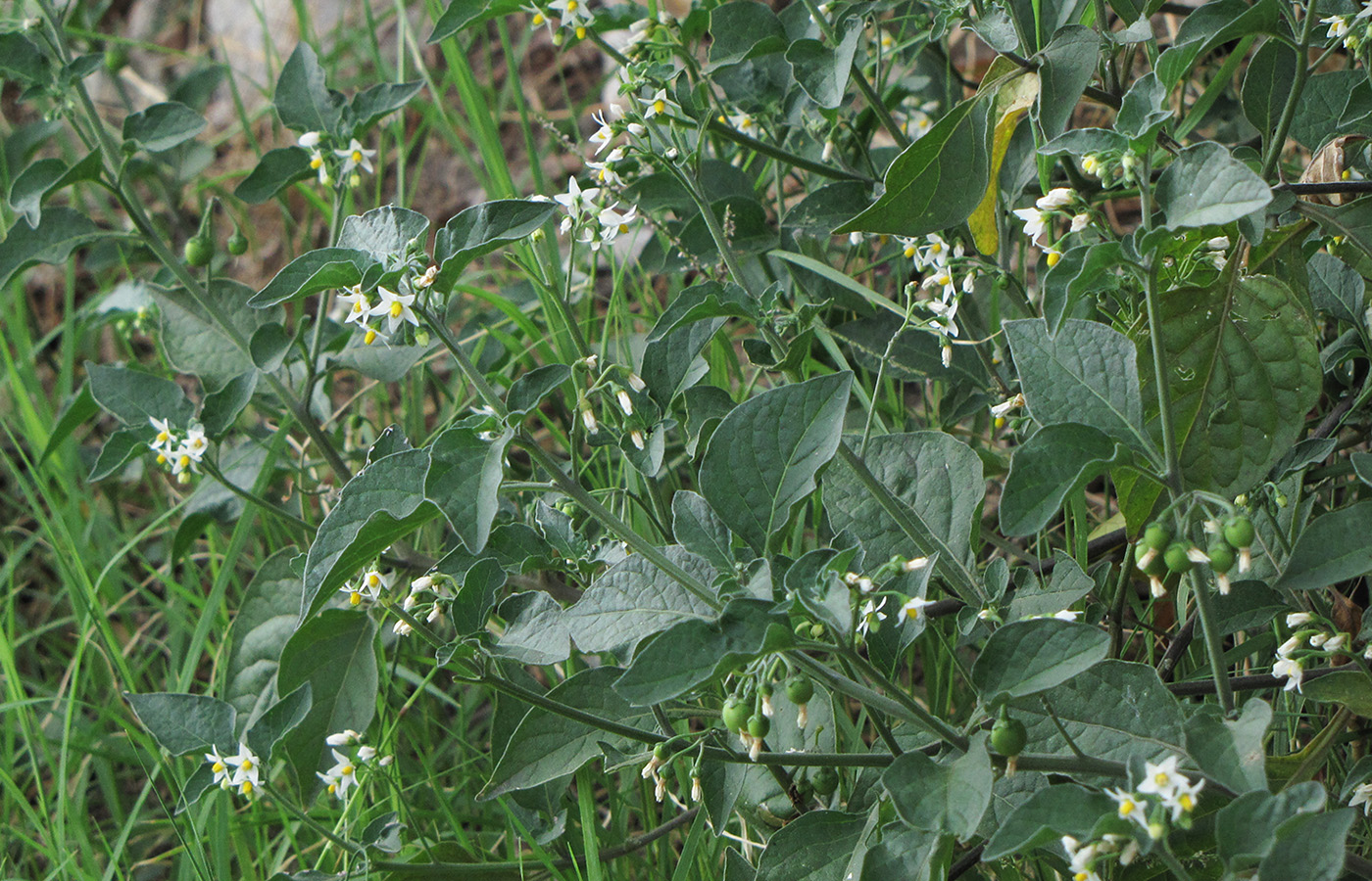 Изображение особи род Solanum.