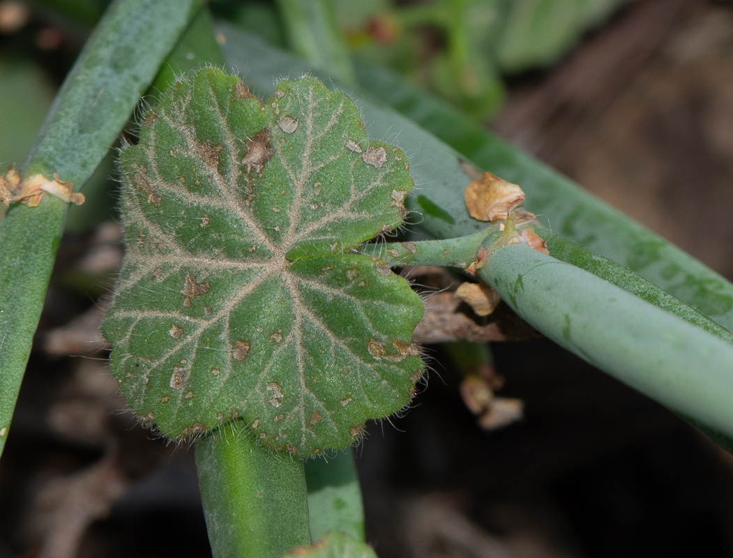 Изображение особи Pelargonium tetragonum.