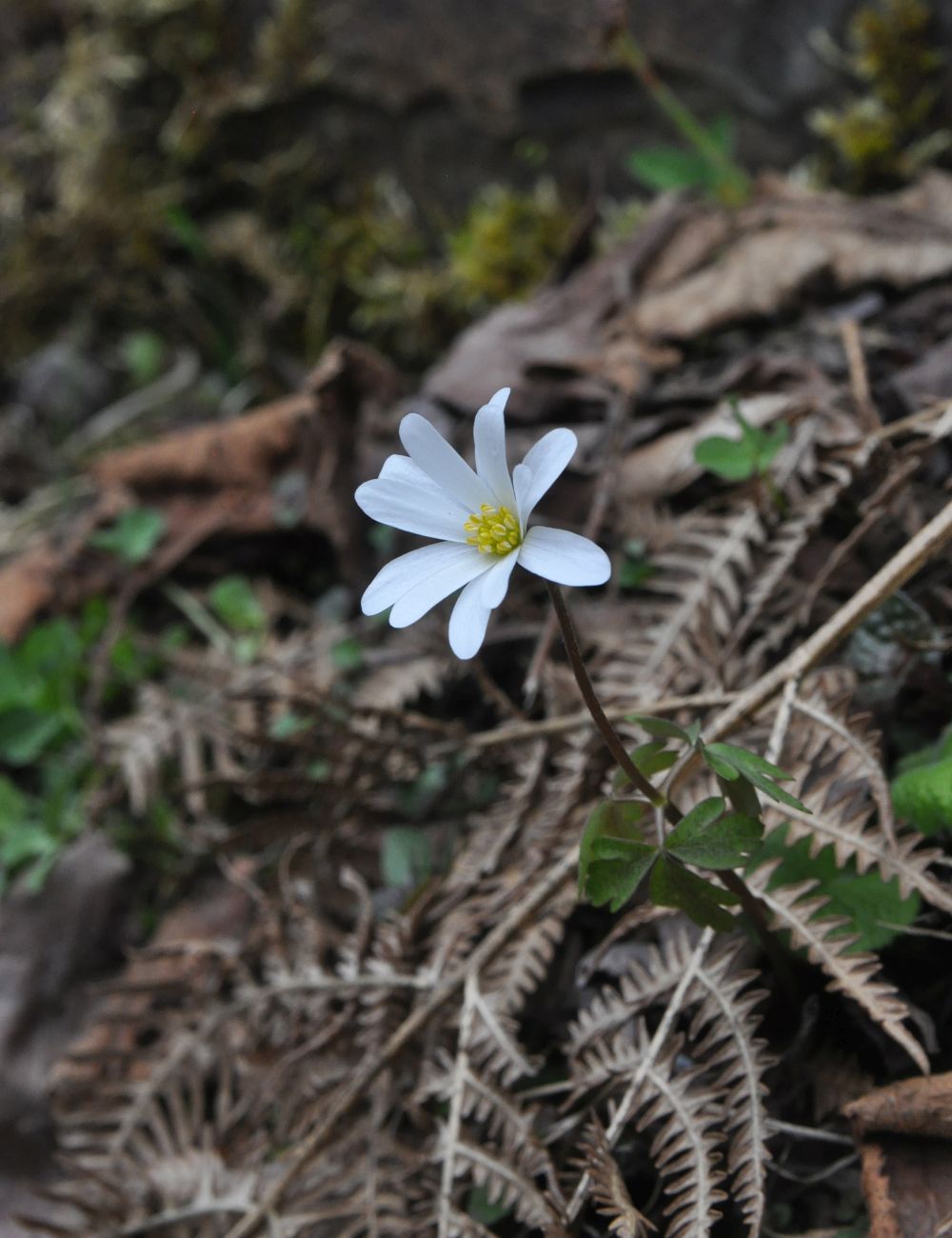 Изображение особи Anemone caucasica.