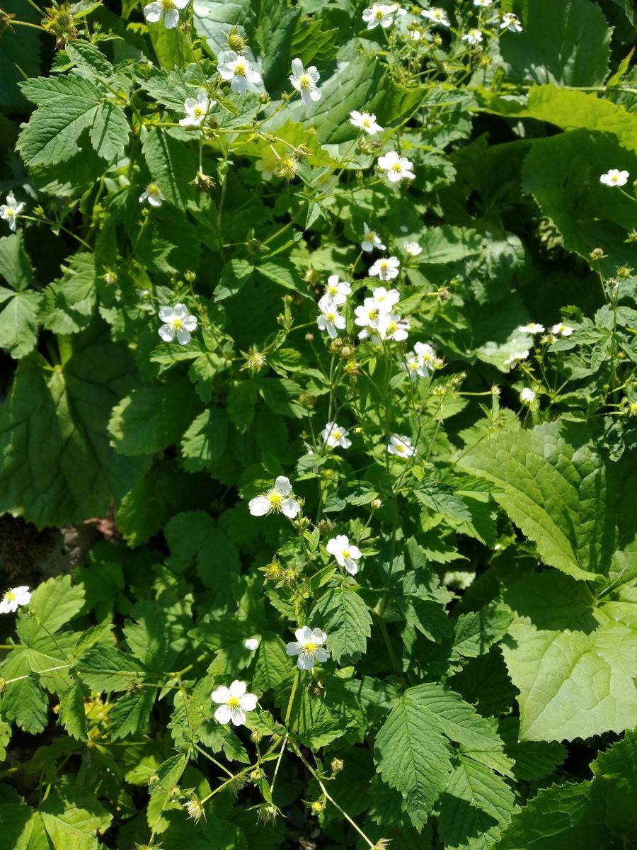 Image of Potentilla elatior specimen.