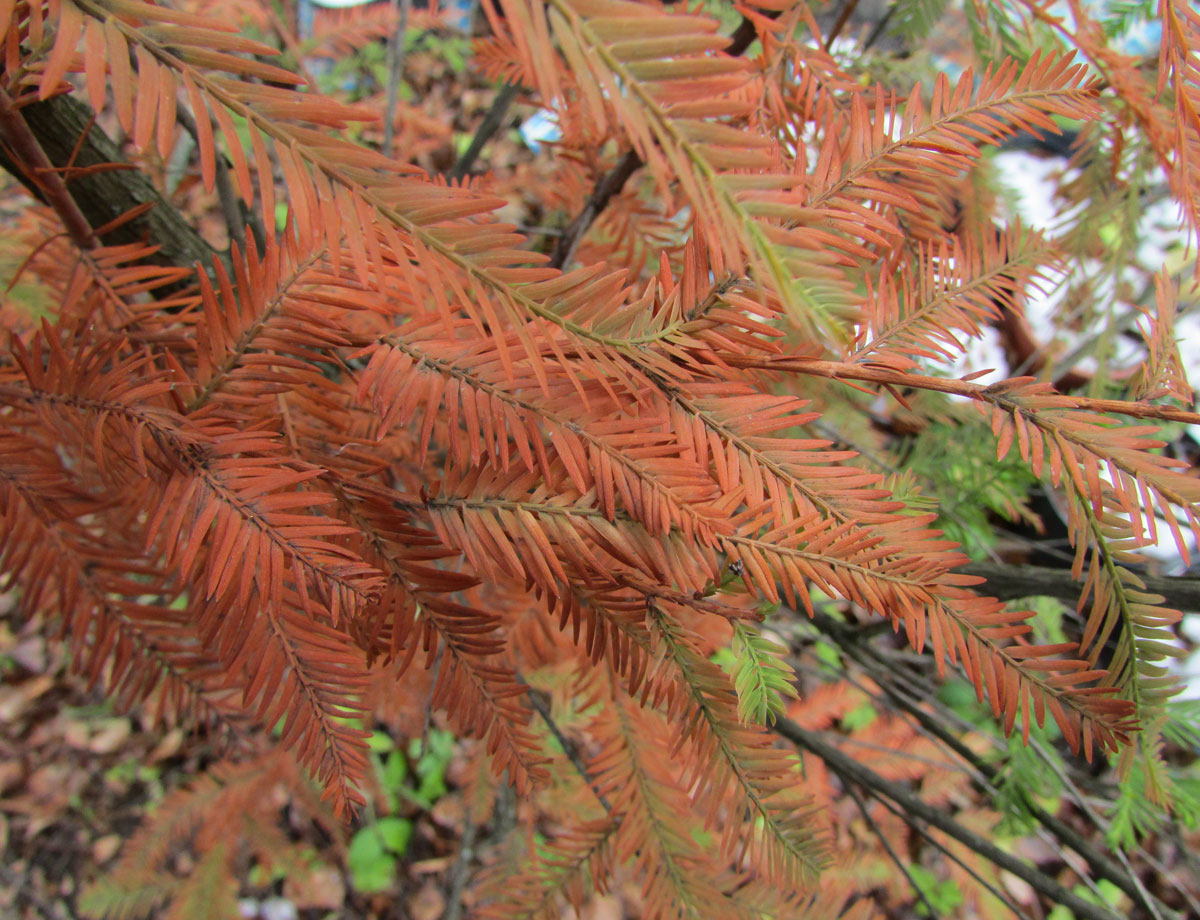 Image of Taxodium distichum specimen.