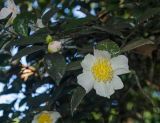 genus Camellia. Часть ветки и цветком, бутоном и листьями. Краснодарский край, МО город-курорт Сочи, Адлерский р-н, м-н Адлер, окр. устья р. Мзымта, дендропарк «Южные культуры». 2 октября 2019 г.