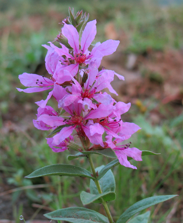 Image of Lythrum salicaria specimen.