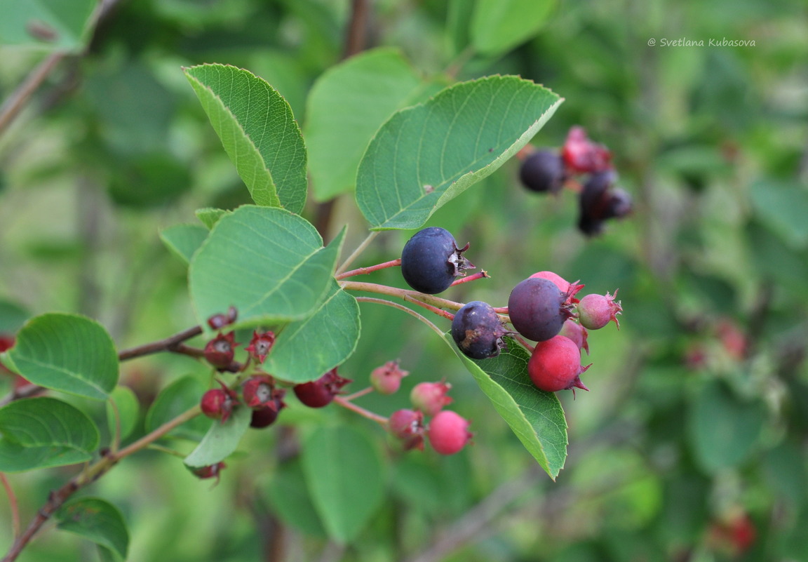 Image of Amelanchier spicata specimen.