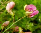 Lathyrus sylvestris. Цветки. Чувашия, окрестности г. Шумерля, Кумашкинский заказник, Соколова поляна. 7 августа 2008 г.