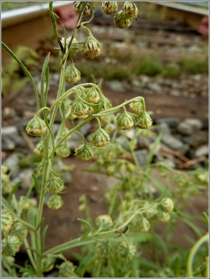 Image of Artemisia sieversiana specimen.